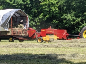 All the hay is dry and passing through the machine smoothly. If the hay is properly dried, the baler will work continuously down each row. Hay that is too damp tends to clog up the baler.
