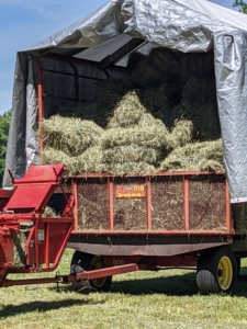 A baled “square” is seen traveling through the shoot. A measuring device—normally a spiked wheel that is turned by the emerging bales—measures the amount of material that is being compressed and then knotters wrap the twine around the bale and tie it off.