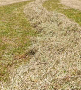Here is a closer look at a row of hay ready to bale. I have three separate areas for growing hay. They are all planted with a mixture of timothy, orchard grass, Kentucky bluegrass, ryegrass, and clovers – all great for producing good quality hay.