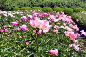 The only disadvantage of peonies is that each field yields one crop of cut flowers for a couple of weeks only once a year, and then that’s it – until the next season when they bloom with splendor once again.