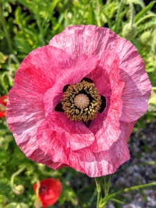Poppies require very little care, whether they are sown from seed or planted when young – they just need full sun and well-drained soil. Though it varies from one type to the next, most poppies fare best in U.S. Department of Agriculture plant hardiness zones 3 through 9.