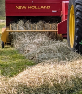 The tractor rides to one side of the windrow while the baler passes directly over it to collect the hay.