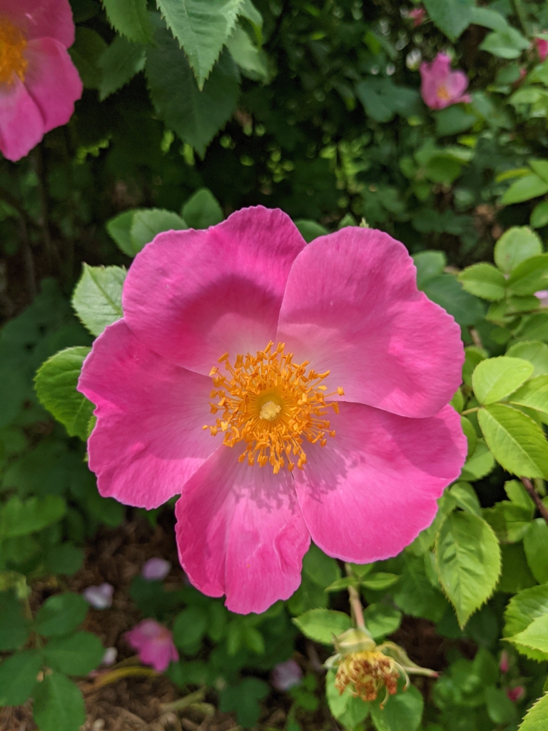 Blomming Roses My Blooming Roses - The Martha Stewart Blog