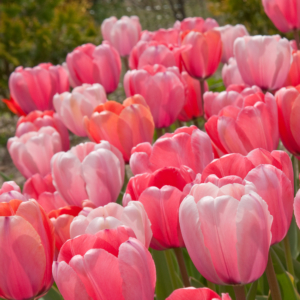 You can also find spectacular bulbs from Colorblends, one of my favorite sources. These radiant, cascading pink tulips are 'Gentle Giants®' tulips with impressive 24 to 26 inch tall stems and robust, brightly-colored petals. Colorblends will ship them in the fall, when it is prime planting time.