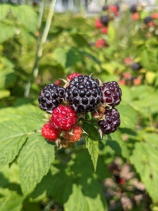 The raspberry is made up of small “drupe” fruits which are arranged in a circular fashion around a hollow central cavity. Each drupelet features a juicy pulp with a single seed.
