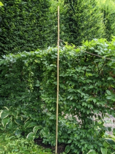 Bamboo stakes are measured, marked, and placed alongside the hornbeams, so all the hedges are trimmed to the same height. Twine is wrapped around the poles securely to provide a level line guide.