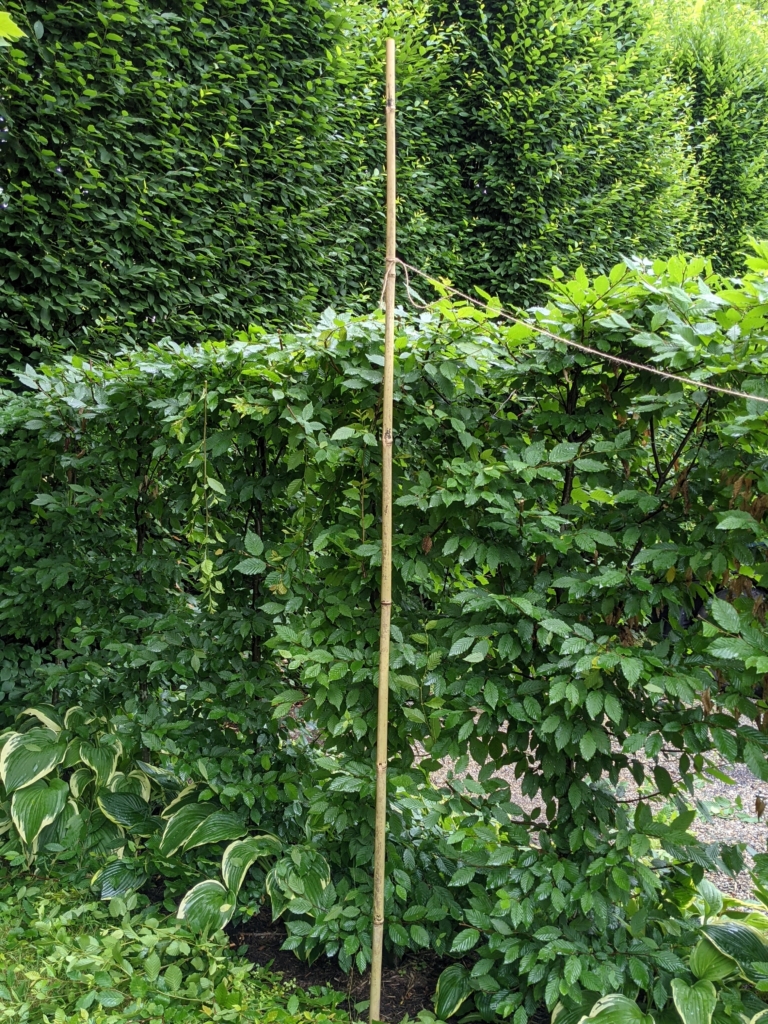 Pruning the Apple Espalier and Hornbeam Hedges - The Martha Stewart Blog