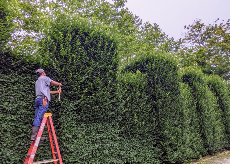 Pruning the Big Hornbeam Hedge - The Martha Stewart Blog