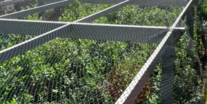 The netting covers the blueberry bushes on all sides and on the top. I use a durable plastic bird netting, which can be reused every season for several years.