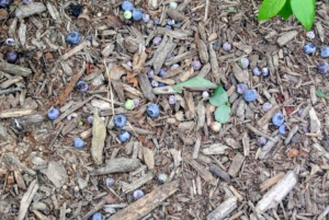 Unfortunately, many blueberries also fall to the ground. All those picked are carefully inspected – only the best are saved.