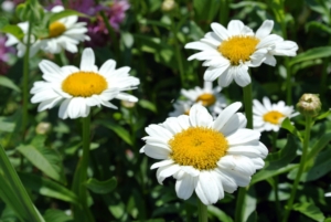 Shasta daisy flowers provide perky summer blooms, offering the look of the traditional daisy along with evergreen foliage. They are low maintenance and great for filling in bare spots in the landscape. I hope your gardens are thriving this summer. What are some of your favorite mid-season blooms? Share them with me in the section below.