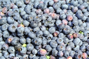 Blueberries are among the most popular berries for eating. Here in the United States, they are second only to strawberries.
