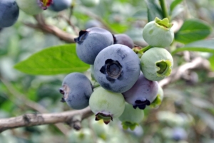 And, the blueberry is one of the only foods that is truly naturally blue. The pigment that gives blueberries their distinctive color is called anthocyanin - the same compound that provides the blueberry’s amazing health benefits.
