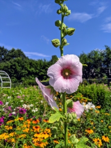 This is Alcea rosea, also known as the hollyhock. These plants can reach five to eight-feet tall and up to about four feet across.