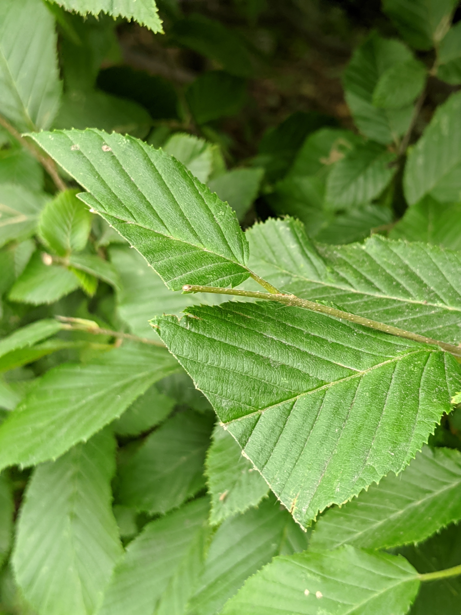 Pruning the Big Hornbeam Hedge - The Martha Stewart Blog