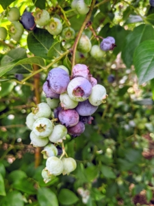 Plump, juicy, and sweet, with vibrant colors from red to the deepest purple-black. I love to use blueberries for jams, jellies, and pies, but they’re also wonderful with cereal, in pancakes and cobblers, and of course, in handfuls on their own.