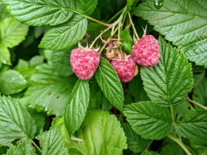 Also growing now are the raspberries - lots and lots of raspberries. Cheryl has already picked and frozen more than three quarts of these delicious fruits. My family will surely enjoy them this summer.