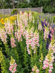 And look at all the beautiful snapdragons growing in my flower cutting garden. There are so many different colors. Antirrhinum is a genus of plants commonly known as dragon flowers or snapdragons because of the flowers' fancied resemblance to the face of a dragon that opens and closes its mouth when squeezed. They are native to rocky areas of Europe, the United States, and North Africa.