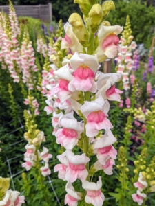 This variety is 'Apple Blossom' with its lavish, full-sized snapdragons reaching up to 36 inches. Heavy trusses of large, velvety-textured blooms in true apple-blossom pink, contrast with pale gold to white.
