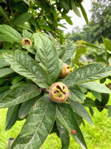 This is a medlar, Mespilus germanica - a small deciduous tree and member of the rose family. The fruit is small, about one to two inches in diameter, and ranging in color from rosy rust to dusty brown. Medlars are native to Southwestern Asia and Southeastern Europe. The fruits have to be eaten when almost rotten in a process called “bletting”. And, because of this, they either have to be eaten right off the tree or picked early and put aside for a few weeks to blet. The medlar is very pulpy and very sweet. Its taste is similar to an overripe date with a flavor similar to toffee apples or apple butter.