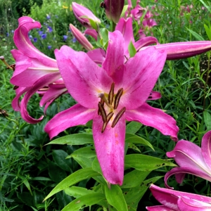 Lilies also prefer cool soil - below 60 degrees.