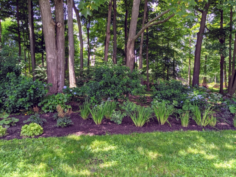 My Growing Perennial Border - The Martha Stewart Blog