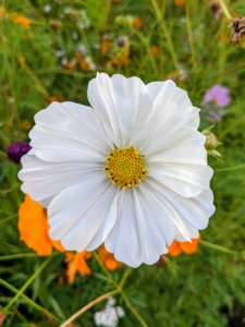 This cosmo produces luscious white petals with a deep yellow center. Cosmos are vigorous, versatile and resilient wildflowers that are adaptable to both sun and partial shade.