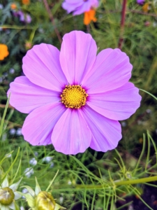 And here's another cosmo in beautiful lavender.