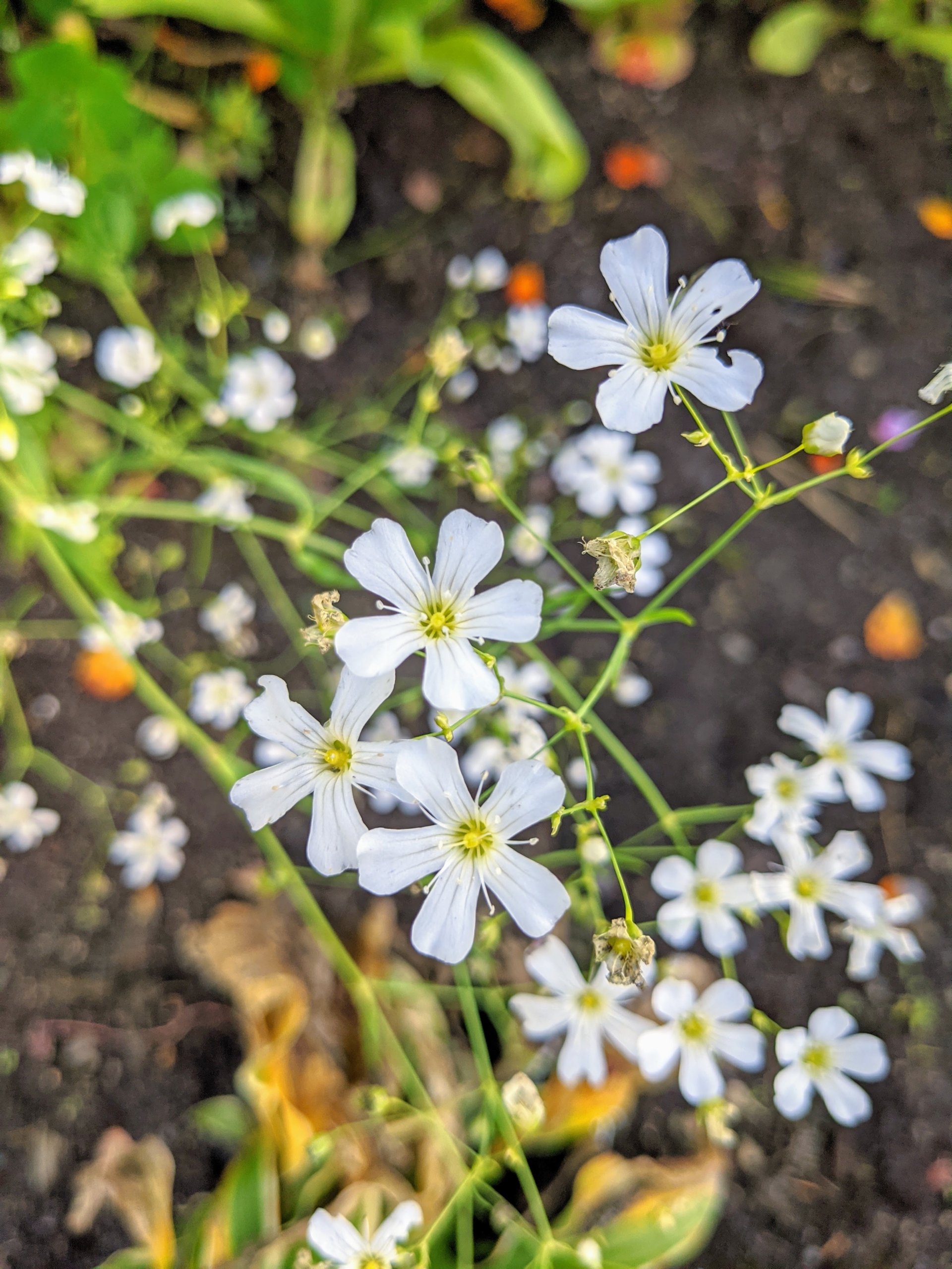 White Baby's Breath Seeds - Perennial Flower Seeds