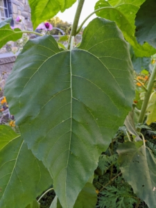 Sunflower leaves can grow up to six-inches long and two-and-a-half inches wide, tapering to a pointed tip. The leaf base is rounded and tapers abruptly to a short “winged” leaf stem. Sunflower stems are also quite sturdy, but if possible, plant seeds in a spot that is sheltered from strong winds.