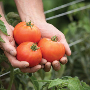 'Valley Girl' is a productive and flavorful tomato that has been a top yielder in numerous areas. The fruits are medium-size, globe-shaped red fruits that ripen uniformly and are firm, smooth, and crack tolerant. (Photo from Johnny's Selected Seeds)