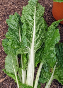 A bit crunchier than spinach, Swiss chard is also more tender than kale. Swiss chard is actually a beet but doesn’t have a bulbous root. It’s referred to as a member of the “goosefoot” family due to the shape of its leaves. And always cut chard leaf by leaf, so the plant can continue to grow new leaves during the rest of the season.