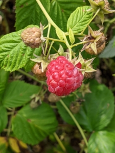 Red raspberries must be picked and handled very carefully and checked for insects and rot. This berry is perfect. The smaller ones above are still young and will ripen in time.
