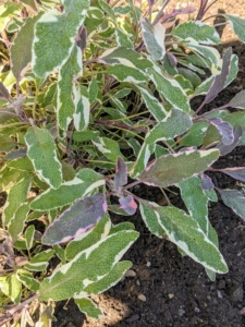 Variegated sage is a bushy herb with woody stems and multicolored leaves. It produces fragrant purple flowers in the spring. It has an earthy spicy aroma with a more subtle flavor than standard sage. It is also a slower growing variety and slightly more tender than standard sage.