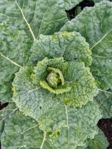 My cabbages are growing rapidly. To get the best health benefits from cabbage, it’s good to include all three varieties into the diet – Savoy, red, and green. And don’t forget, cabbage can be eaten cooked and raw.