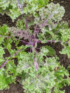 Kale or leaf cabbage is a group of vegetable cultivars within the plant species Brassica oleracea. They have purple or green leaves, in which the central leaves do not form a head. They also have either flat or ruffled leaves.