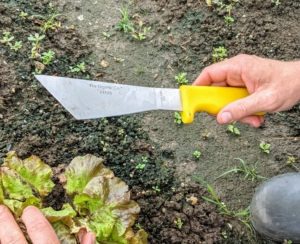 Ryan picked a few lettuce heads. This is a lettuce knife. It has two cutting edges. The short, front cutting edge can be pushed against the lettuce plant base, making one quick cut. The long edge is for trimming and harvesting cabbage, broccoli, cauliflower, and others.