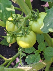 It takes about 50 to 90 days for tomato varieties to reach maturity. Planting can also be staggered to produce early, mid and late season tomato harvests. This tomato is 'Valley Girl'.
