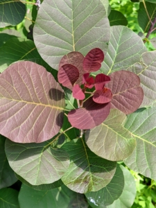 I also have Cotinus planted here - those beautiful smoke bushes from the family Anacardiaceae, closely related to the sumacs. I shared many photos of my smoke bushes in yesterday's blog.