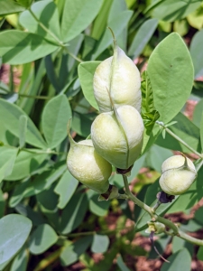 Do you know what these are? These are the seed pods of Baptisia - the flowering herbaceous perennial plant with pea-like flowers, followed by inflated pods. Baptisia is native to the woodlands and grasslands of eastern and southern North America.