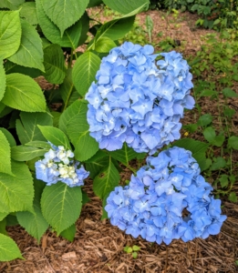 The secret to the hydrangea's color is in the soil, or more specifically, the soil’s pH level. Adjusting the measure of acidity or alkalinity in the soil can influence the color of the hydrangea blossoms. Acidic soils tend to deepen blue shades, while alkaline environments tend to brighten pinks.