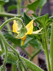 Remember, it’s the yellow flowers produced by tomato plants that must be fertilized before fruit can form. Once fertilized, the flowers develop into tomatoes – small green globes that become visible at the base of the blossoms and then eventually become mature fruits.