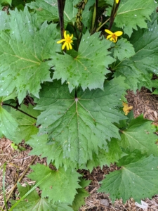 I love the foliage of ligularia with its glossy, deep green leaves. The foliage can be quite large and round to heart shape to thin and deeply serrated.