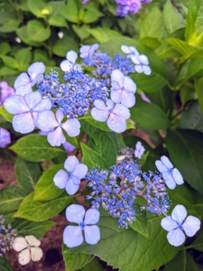 In addition to the mopheads, there are also hydrangeas that bloom in lovely lacecaps.