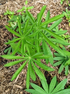 These are the small young leaves of lupines. The foliage resembles palm leaves with seven to 10 leaflet segments each. Lupinus, commonly known as lupin, lupine, or regionally as bluebonnet etc., is a genus of flowering plants in the legume family Fabaceae. The genus includes more than 199 species, with centers of diversity in North and South America. Smaller centers occur in North Africa and the Mediterranean. We grow many lupines from seed in my greenhouse every year.