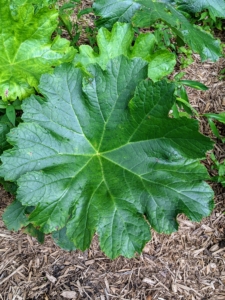 Another plant with large, deep green leaves is Astilboides. It is valued by gardeners more for its unique foliage and architectural interest than for its flowers.