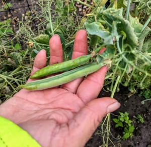 By early July every year, these peas are plump, and ready to be picked. The pea, Pisum sativum, is an annual herbaceous legume in the family Fabaceae.