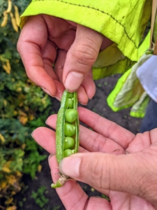 The pods can range in size from four to 15-centimeters long and about one-and-a-half to two-and-a-half centimeters wide. Each pod contains between two and 10-peas.