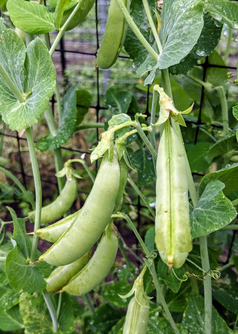 Harvesting Vegetables from the Garden - The Martha Stewart Blog