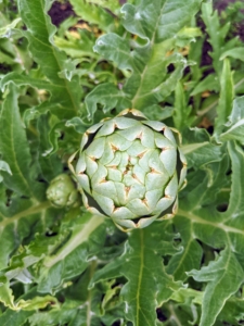 Artichokes have very good keeping qualities and can remain fresh for at least a week.
